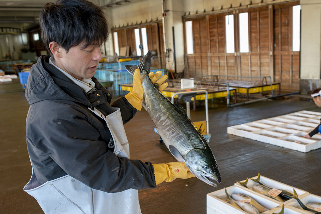 鮭 秋鮭 アキサケ(アキジャケ) Chum salmon | 若狭小浜 おさかな 鮭 秋鮭 アキサケ(アキジャケ) Chum salmon | 若狭小浜 おさかな