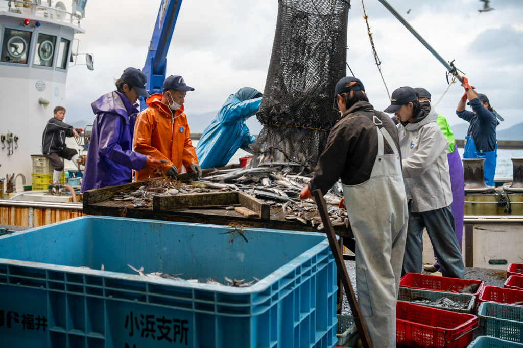 2024年11月6日 小浜漁港 お魚情報 | 若狭小浜 おさかな探訪記